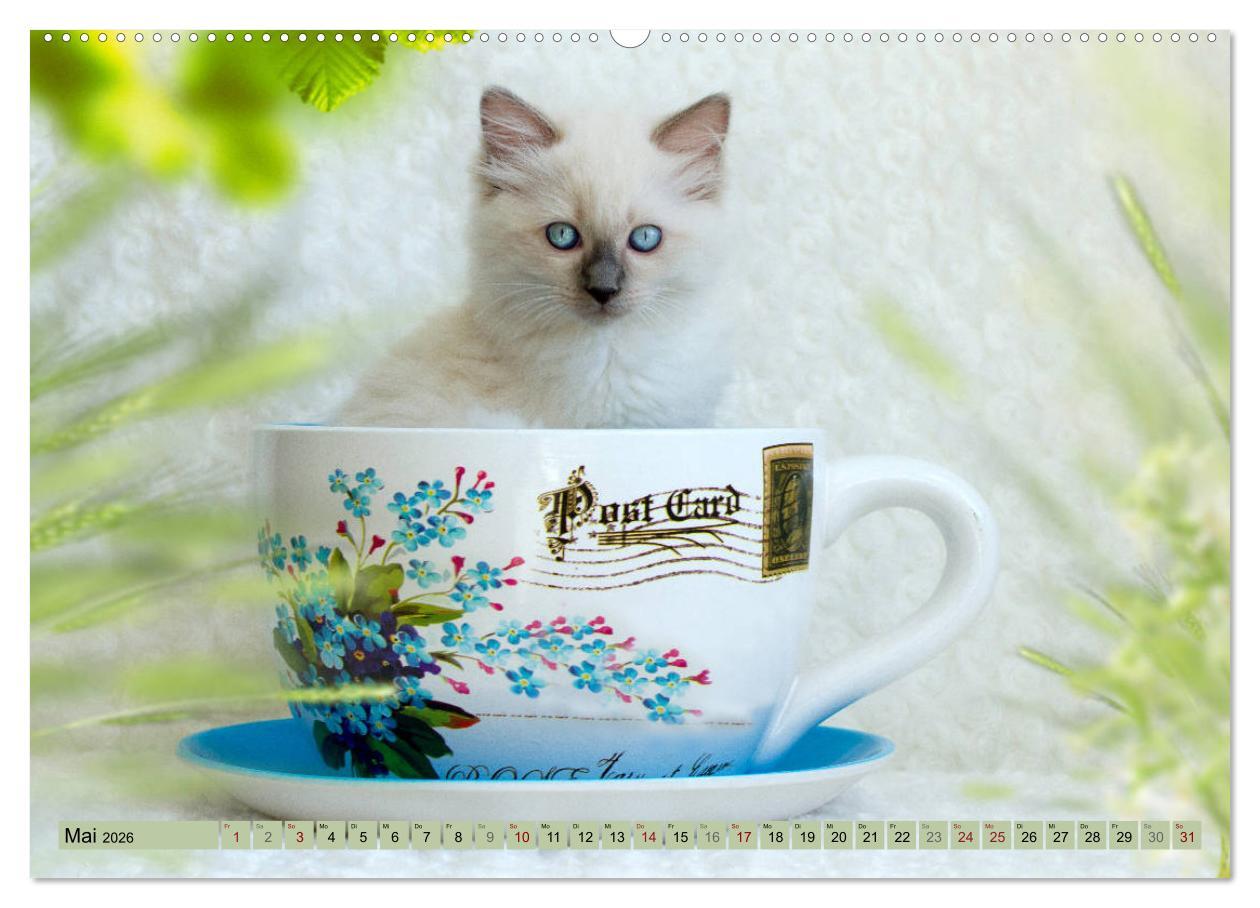 Beispielinhalt (Bild) RAGDOLLS Impressionen aus der Kinderstube (hochwertiger Premium Wandkalender 2026 DIN A2 quer), Kunstdruck in Hochglanz