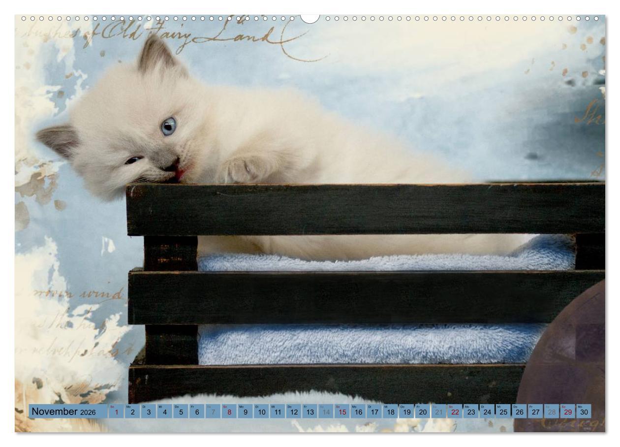 Beispielinhalt (Bild) RAGDOLLS Impressionen aus der Kinderstube (hochwertiger Premium Wandkalender 2026 DIN A2 quer), Kunstdruck in Hochglanz