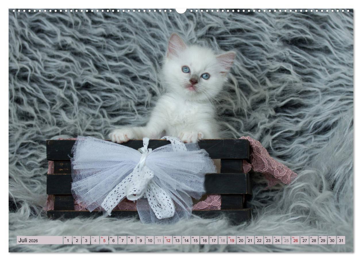 Beispielinhalt (Bild) RAGDOLLS Impressionen aus der Kinderstube (hochwertiger Premium Wandkalender 2026 DIN A2 quer), Kunstdruck in Hochglanz