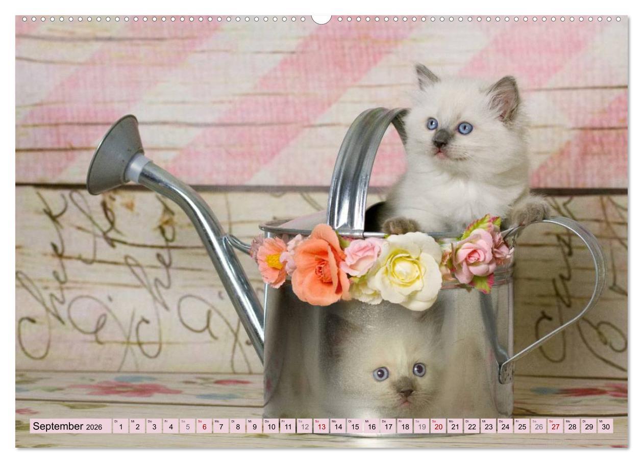 Beispielinhalt (Bild) RAGDOLLS Impressionen aus der Kinderstube (hochwertiger Premium Wandkalender 2026 DIN A2 quer), Kunstdruck in Hochglanz