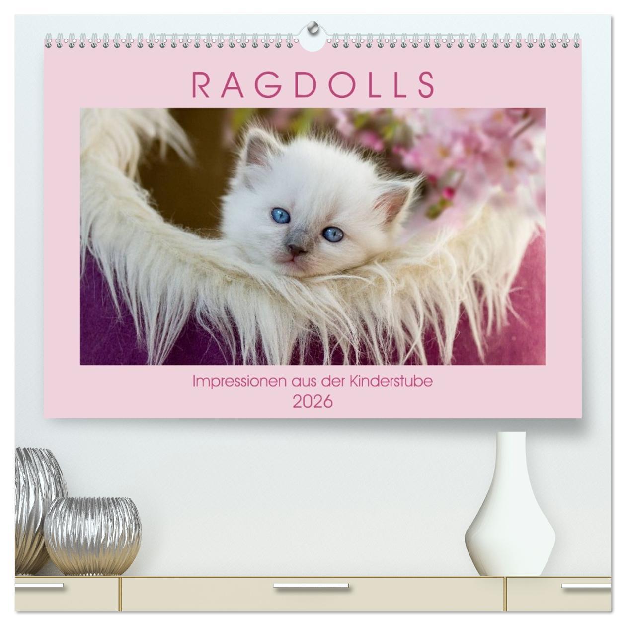 Vorderes Coverbild RAGDOLLS Impressionen aus der Kinderstube (hochwertiger Premium Wandkalender 2026 DIN A2 quer), Kunstdruck in Hochglanz