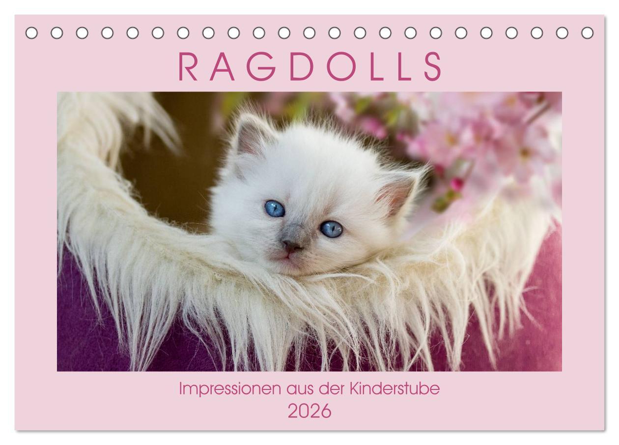 Vorderes Coverbild RAGDOLLS Impressionen aus der Kinderstube (Tischkalender 2026 DIN A5 quer), CALVENDO Monatskalender