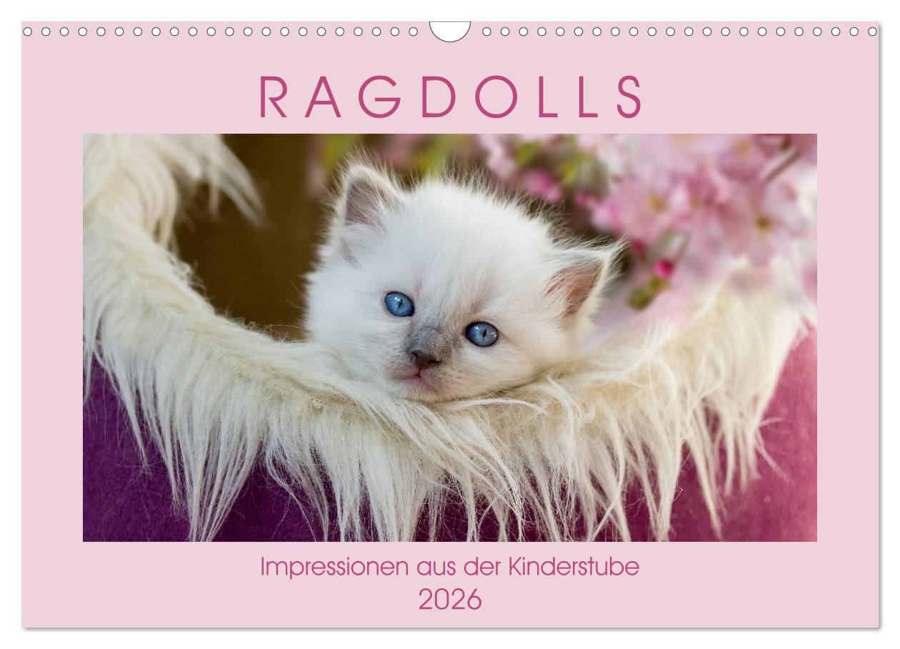 Vorderes Coverbild RAGDOLLS Impressionen aus der Kinderstube (Wandkalender 2026 DIN A3 quer), CALVENDO Monatskalender