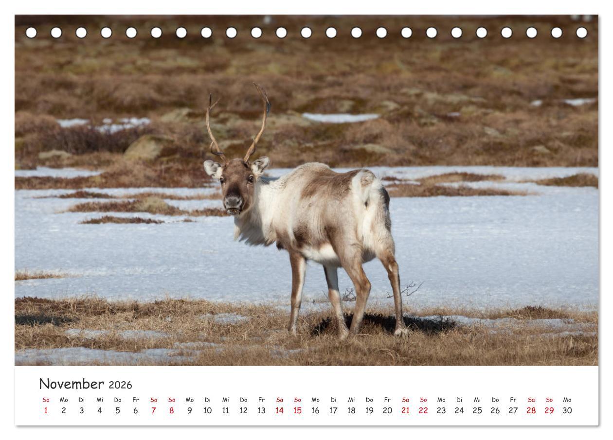 Beispielinhalt (Bild) Rentiere (Tischkalender 2026 DIN A5 quer), CALVENDO Monatskalender