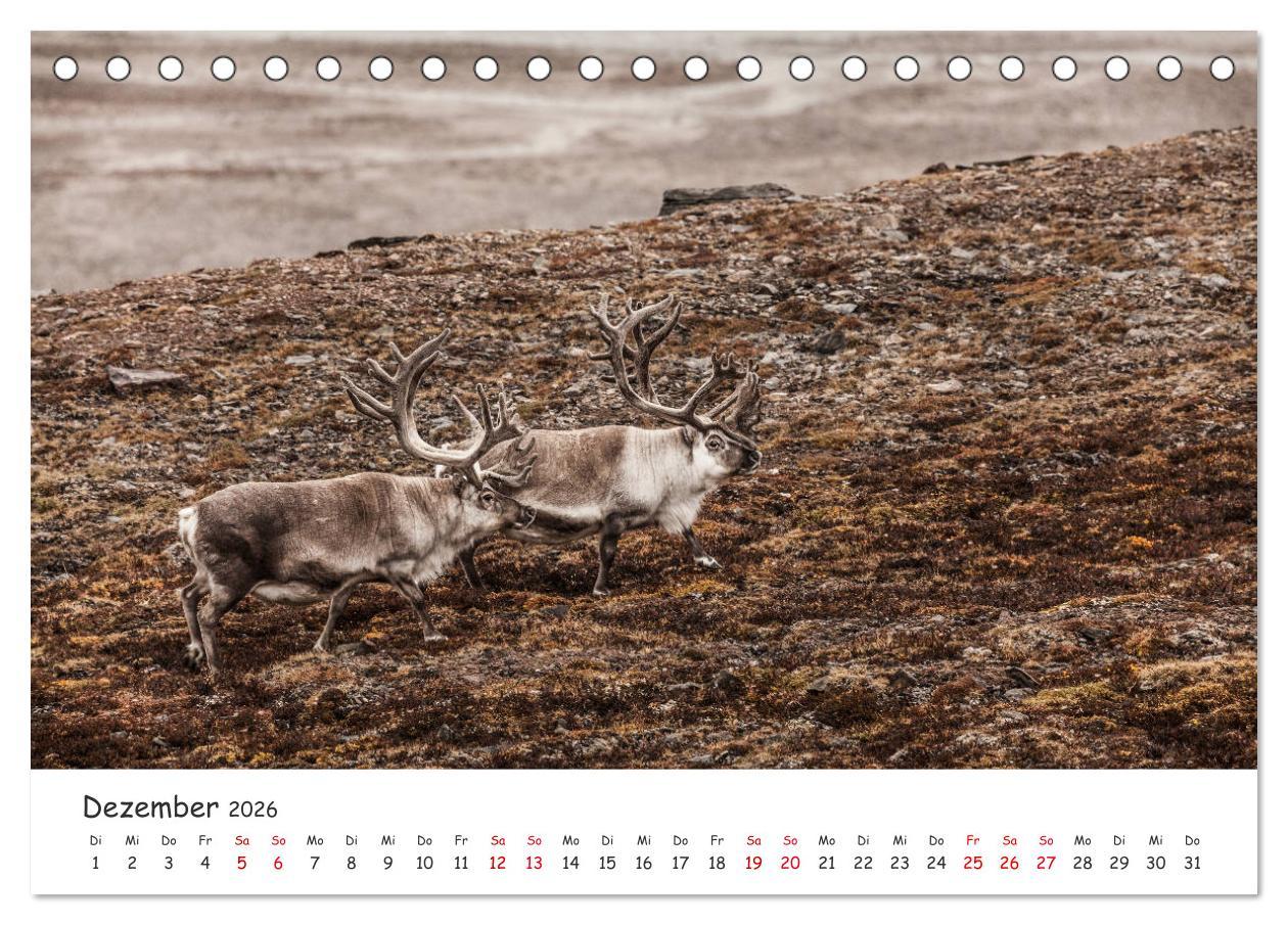 Beispielinhalt (Bild) Rentiere (Tischkalender 2026 DIN A5 quer), CALVENDO Monatskalender