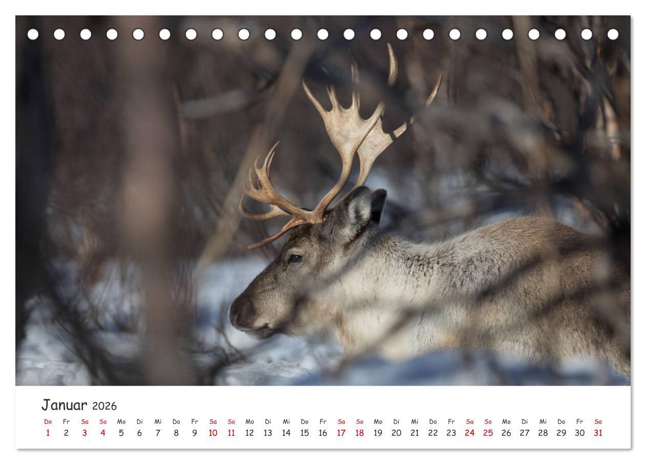 Beispielinhalt (Bild) Rentiere (Tischkalender 2026 DIN A5 quer), CALVENDO Monatskalender