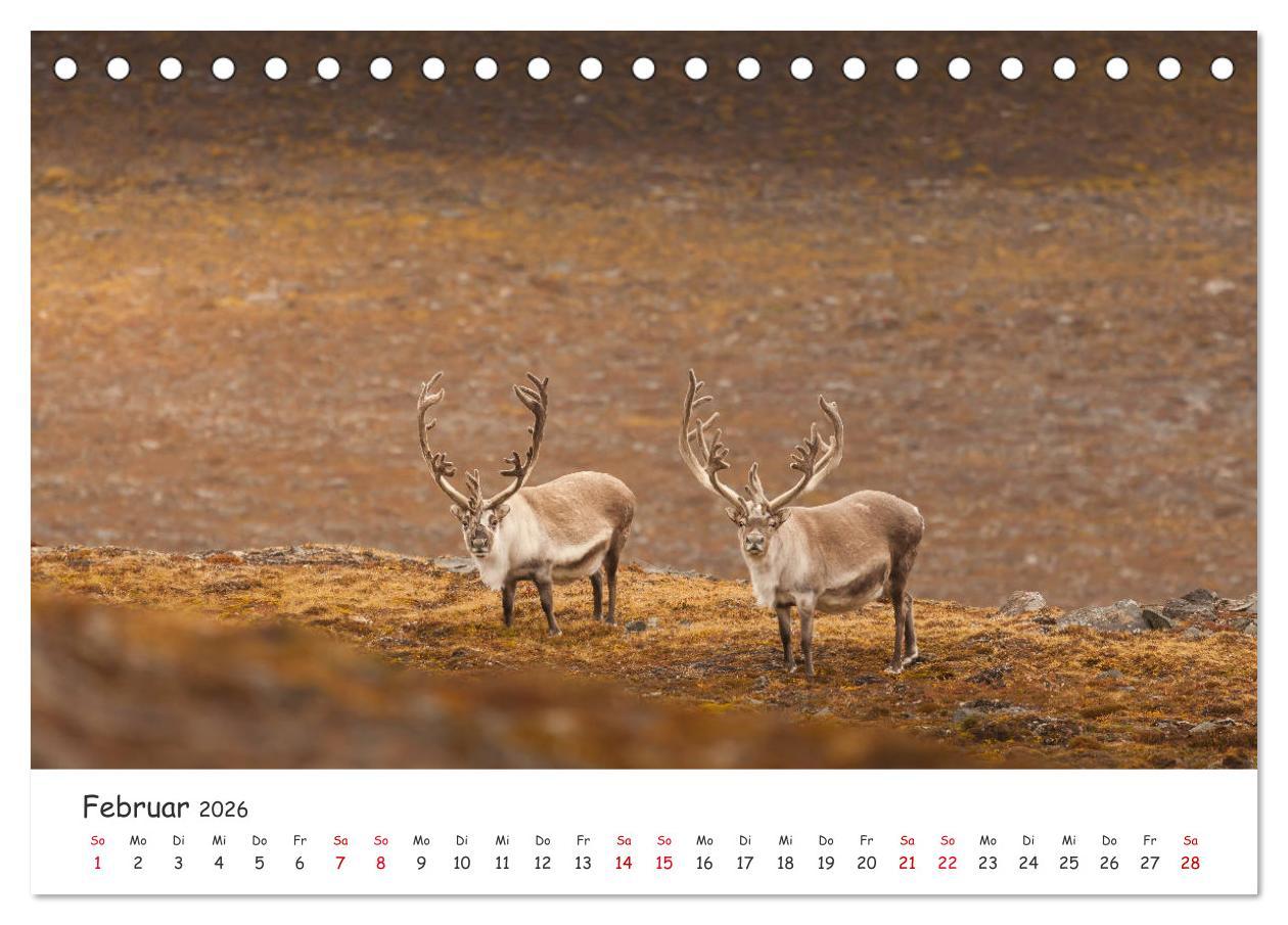 Beispielinhalt (Bild) Rentiere (Tischkalender 2026 DIN A5 quer), CALVENDO Monatskalender