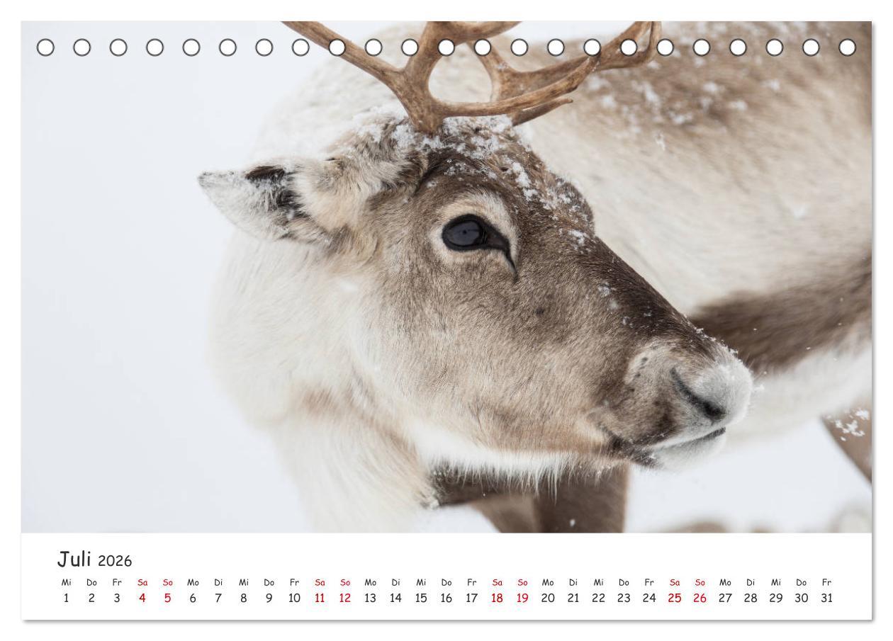 Beispielinhalt (Bild) Rentiere (Tischkalender 2026 DIN A5 quer), CALVENDO Monatskalender