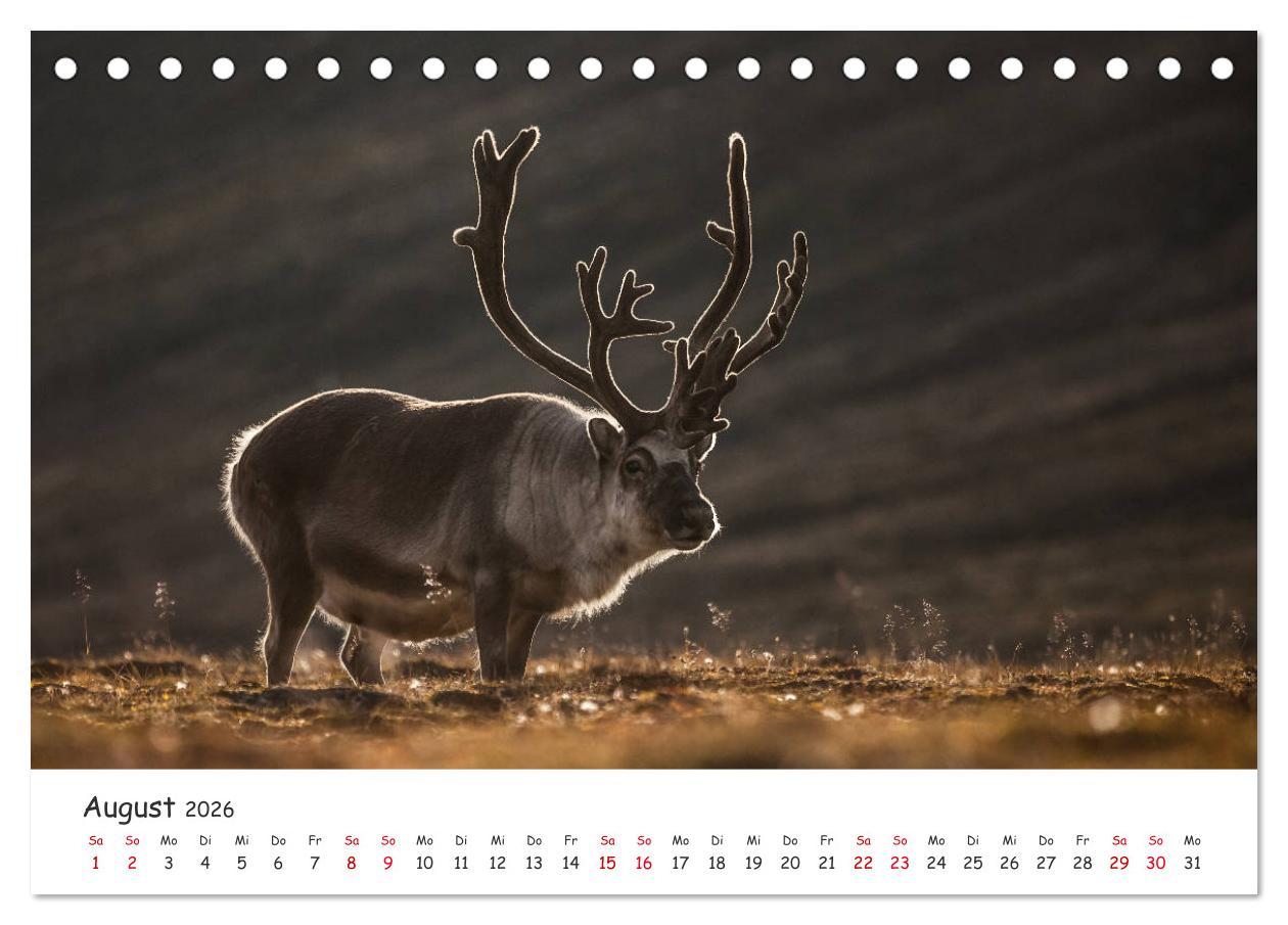 Beispielinhalt (Bild) Rentiere (Tischkalender 2026 DIN A5 quer), CALVENDO Monatskalender