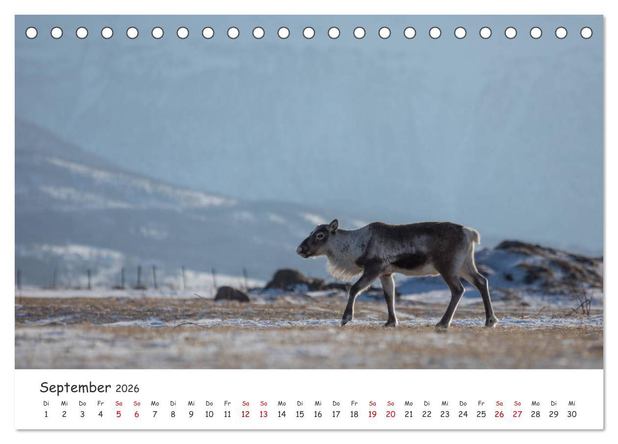 Beispielinhalt (Bild) Rentiere (Tischkalender 2026 DIN A5 quer), CALVENDO Monatskalender