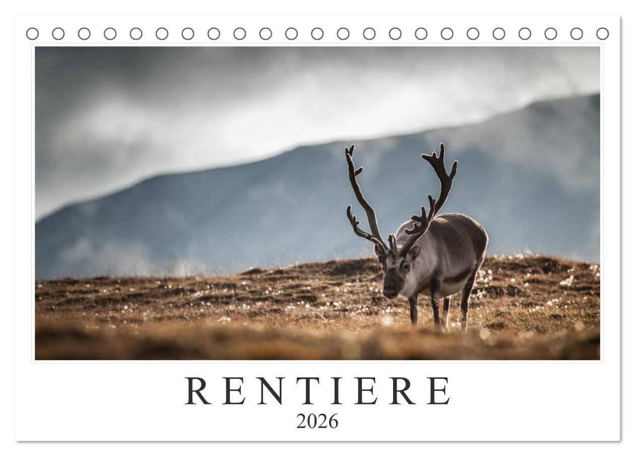 Vorderes Coverbild Rentiere (Tischkalender 2026 DIN A5 quer), CALVENDO Monatskalender
