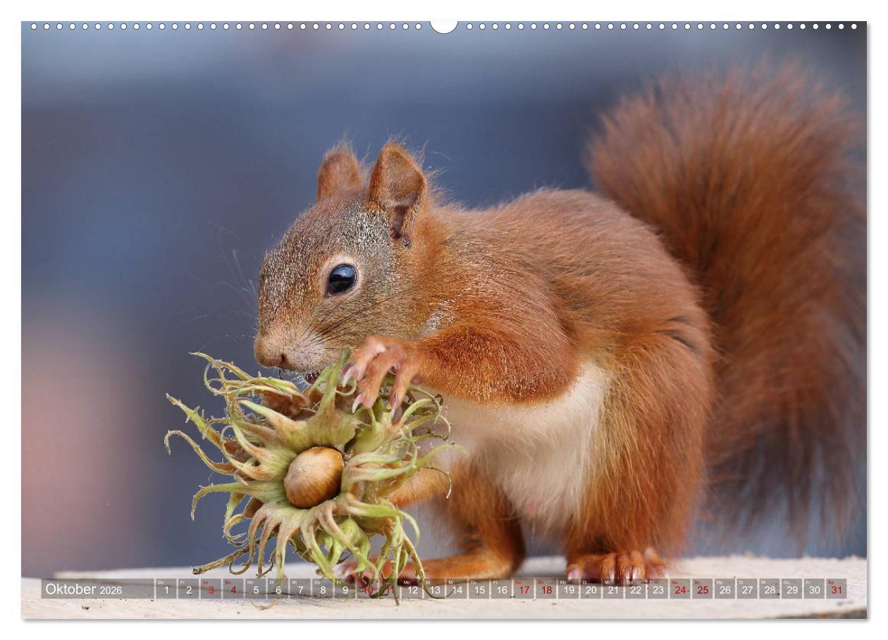 Beispielinhalt (Bild) Eichhörnchen Luna und ihre Kinder (hochwertiger Premium Wandkalender 2026 DIN A2 quer), Kunstdruck in Hochglanz