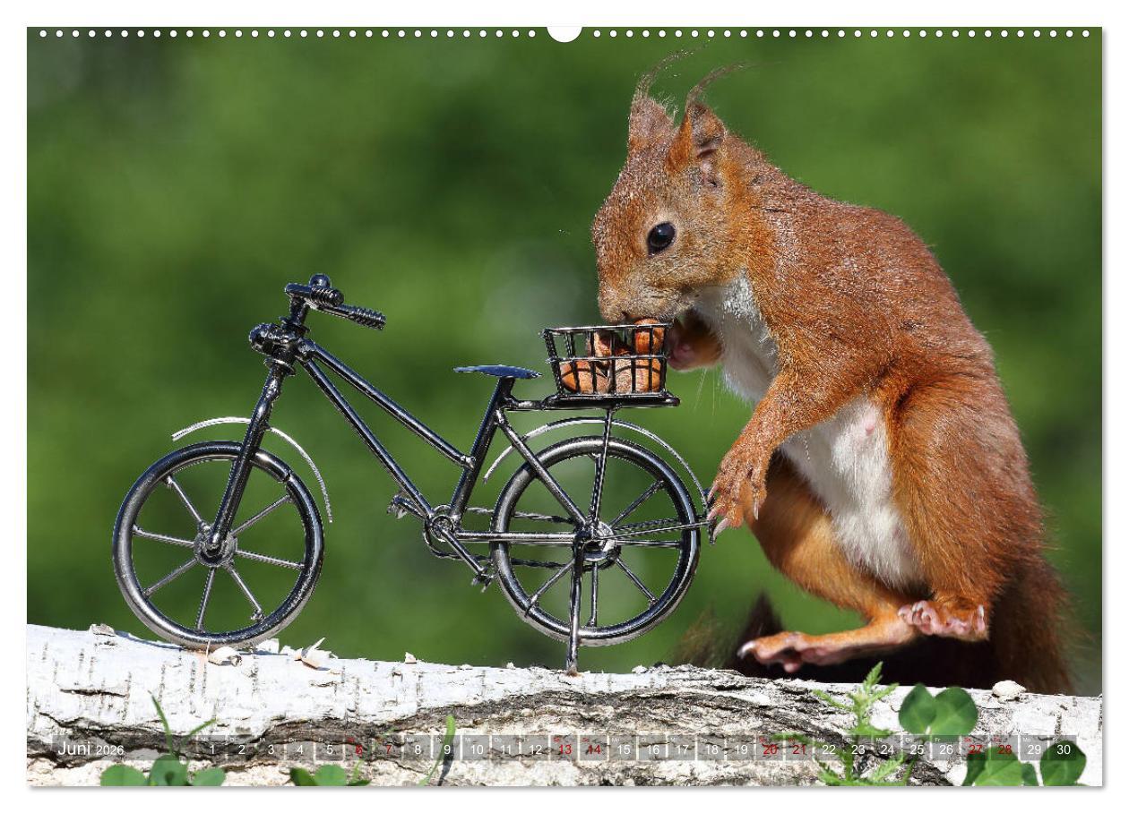 Beispielinhalt (Bild) Eichhörnchen Luna und ihre Kinder (hochwertiger Premium Wandkalender 2026 DIN A2 quer), Kunstdruck in Hochglanz