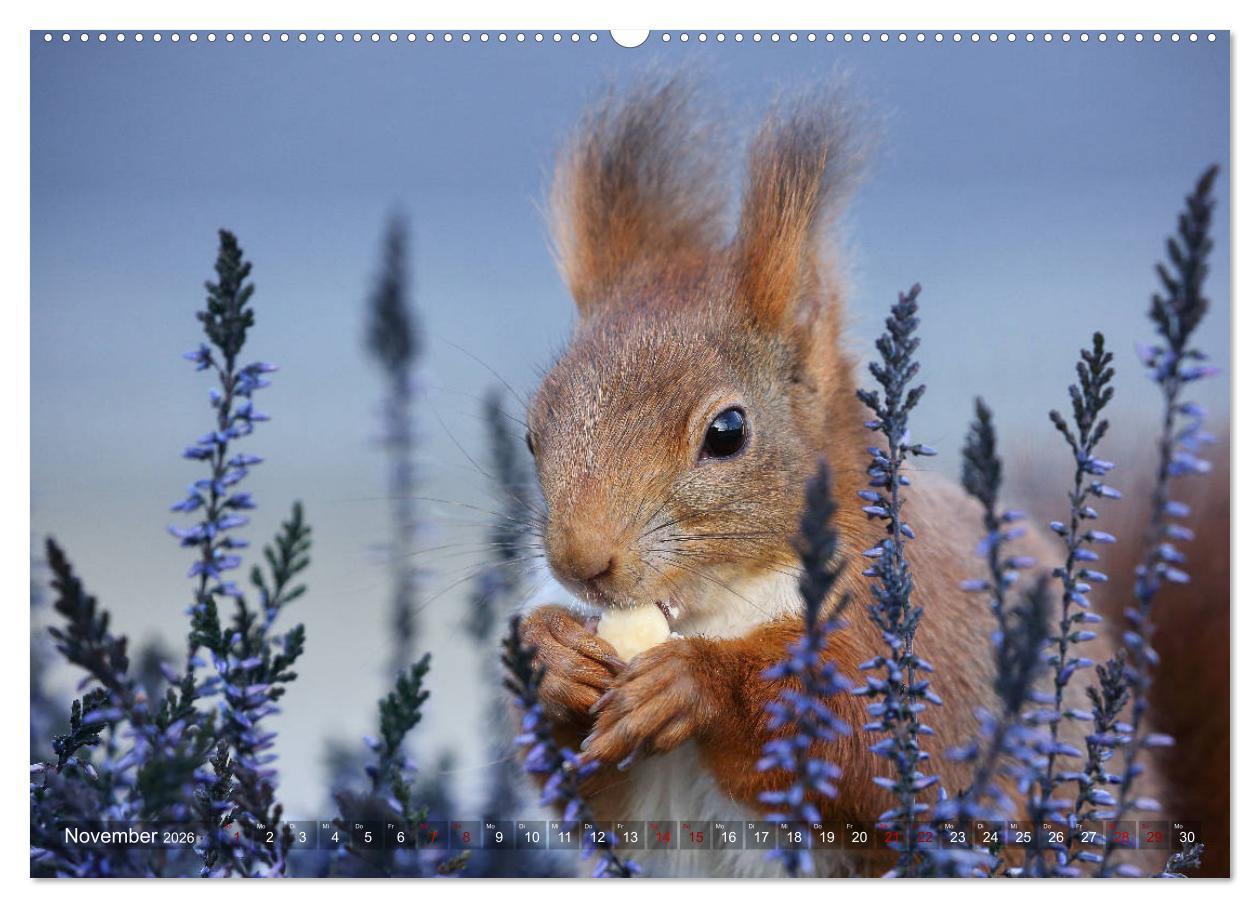 Beispielinhalt (Bild) Eichhörnchen Luna und ihre Kinder (hochwertiger Premium Wandkalender 2026 DIN A2 quer), Kunstdruck in Hochglanz