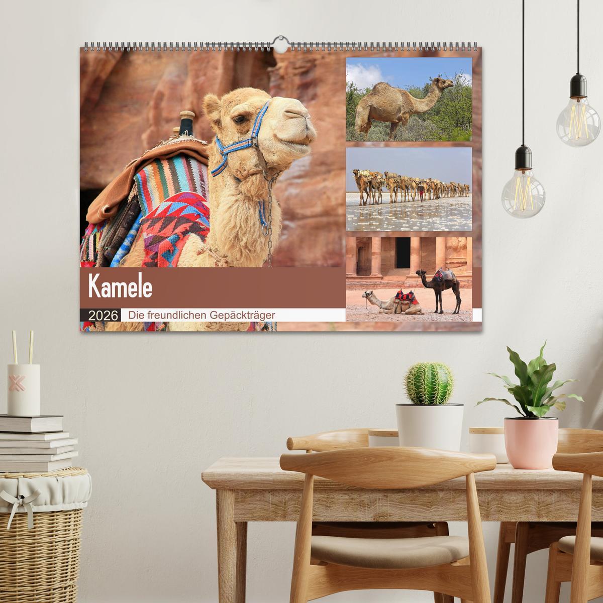 Beispielinhalt (Bild) Kamele - Die freundlichen Gepäckträger (Wandkalender 2026 DIN A2 quer), CALVENDO Monatskalender