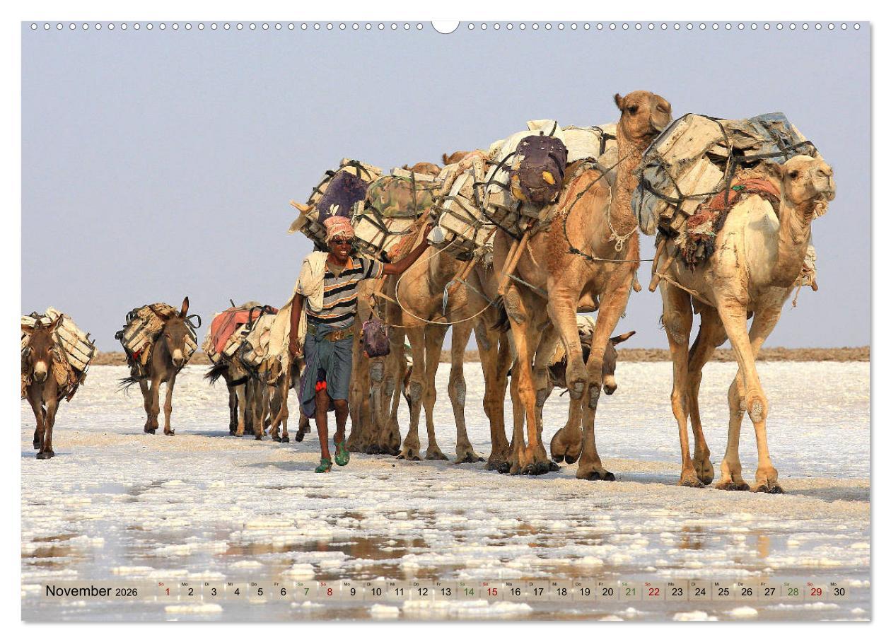 Beispielinhalt (Bild) Kamele - Die freundlichen Gepäckträger (Wandkalender 2026 DIN A2 quer), CALVENDO Monatskalender