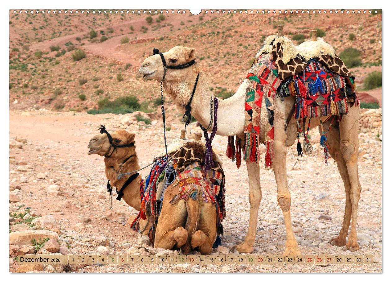 Beispielinhalt (Bild) Kamele - Die freundlichen Gepäckträger (Wandkalender 2026 DIN A2 quer), CALVENDO Monatskalender