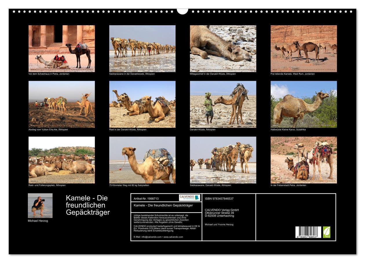 Beispielinhalt (Bild) Kamele - Die freundlichen Gepäckträger (Wandkalender 2026 DIN A2 quer), CALVENDO Monatskalender