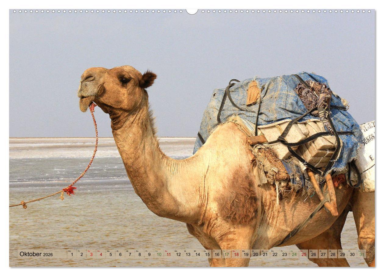 Beispielinhalt (Bild) Kamele - Die freundlichen Gepäckträger (Wandkalender 2026 DIN A2 quer), CALVENDO Monatskalender
