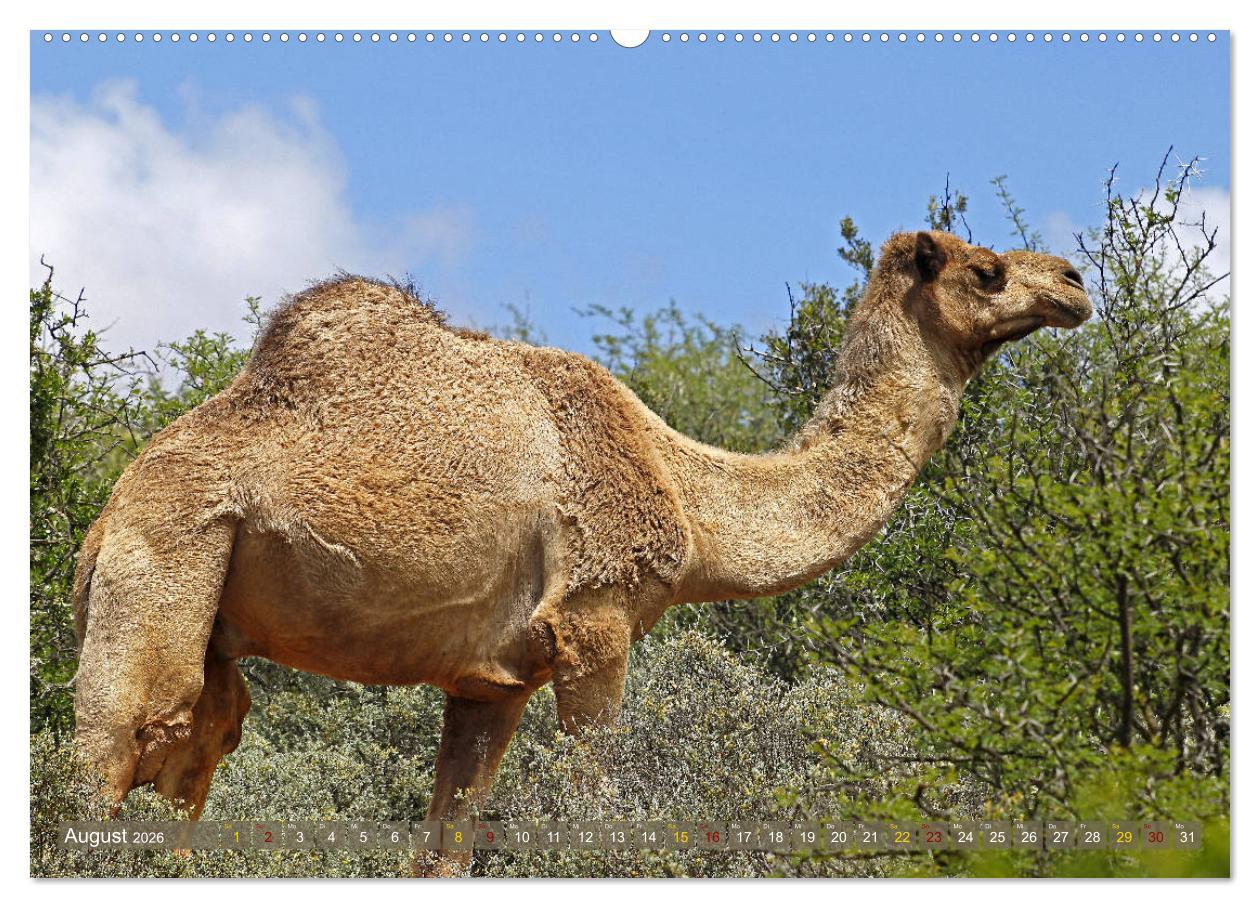 Beispielinhalt (Bild) Kamele - Die freundlichen Gepäckträger (Wandkalender 2026 DIN A2 quer), CALVENDO Monatskalender