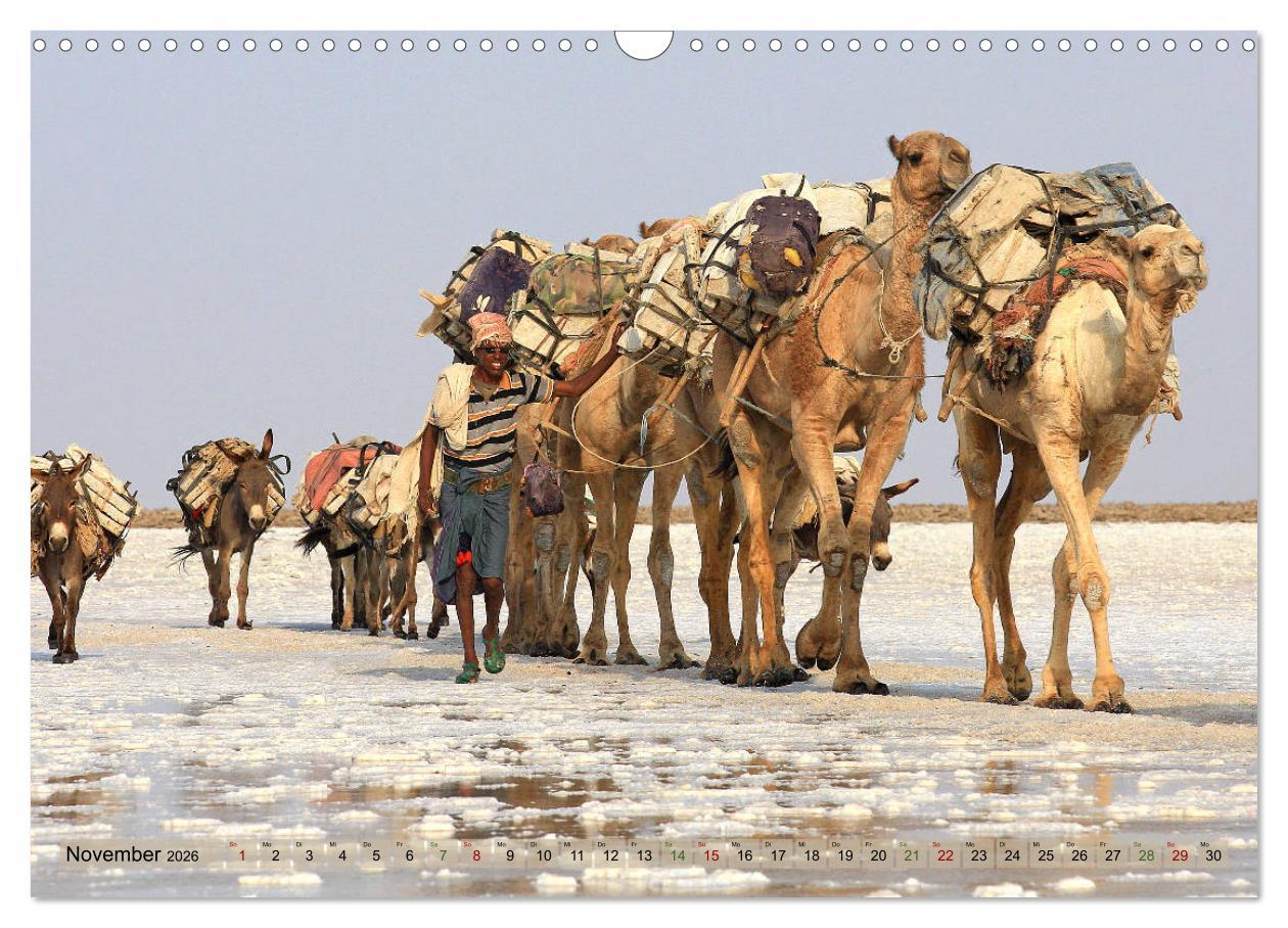 Beispielinhalt (Bild) Kamele - Die freundlichen Gepäckträger (Wandkalender 2026 DIN A3 quer), CALVENDO Monatskalender