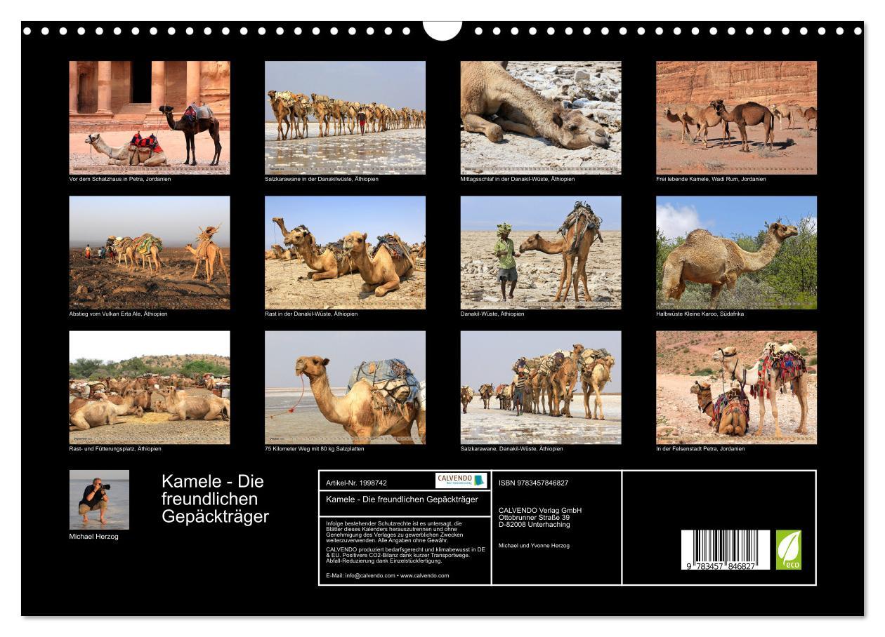Beispielinhalt (Bild) Kamele - Die freundlichen Gepäckträger (Wandkalender 2026 DIN A3 quer), CALVENDO Monatskalender