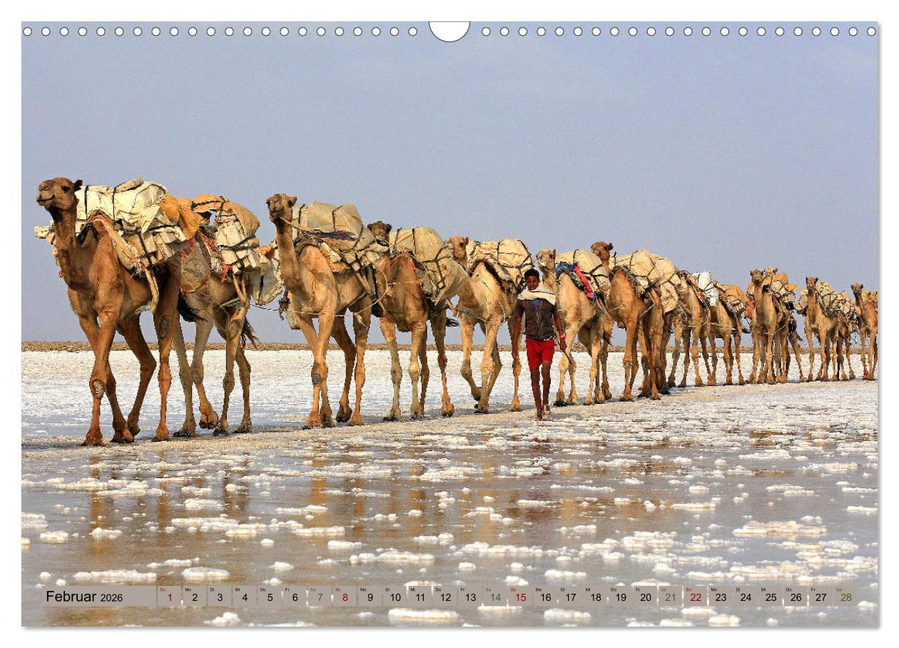 Beispielinhalt (Bild) Kamele - Die freundlichen Gepäckträger (Wandkalender 2026 DIN A3 quer), CALVENDO Monatskalender