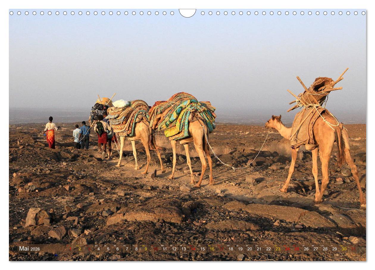 Beispielinhalt (Bild) Kamele - Die freundlichen Gepäckträger (Wandkalender 2026 DIN A3 quer), CALVENDO Monatskalender