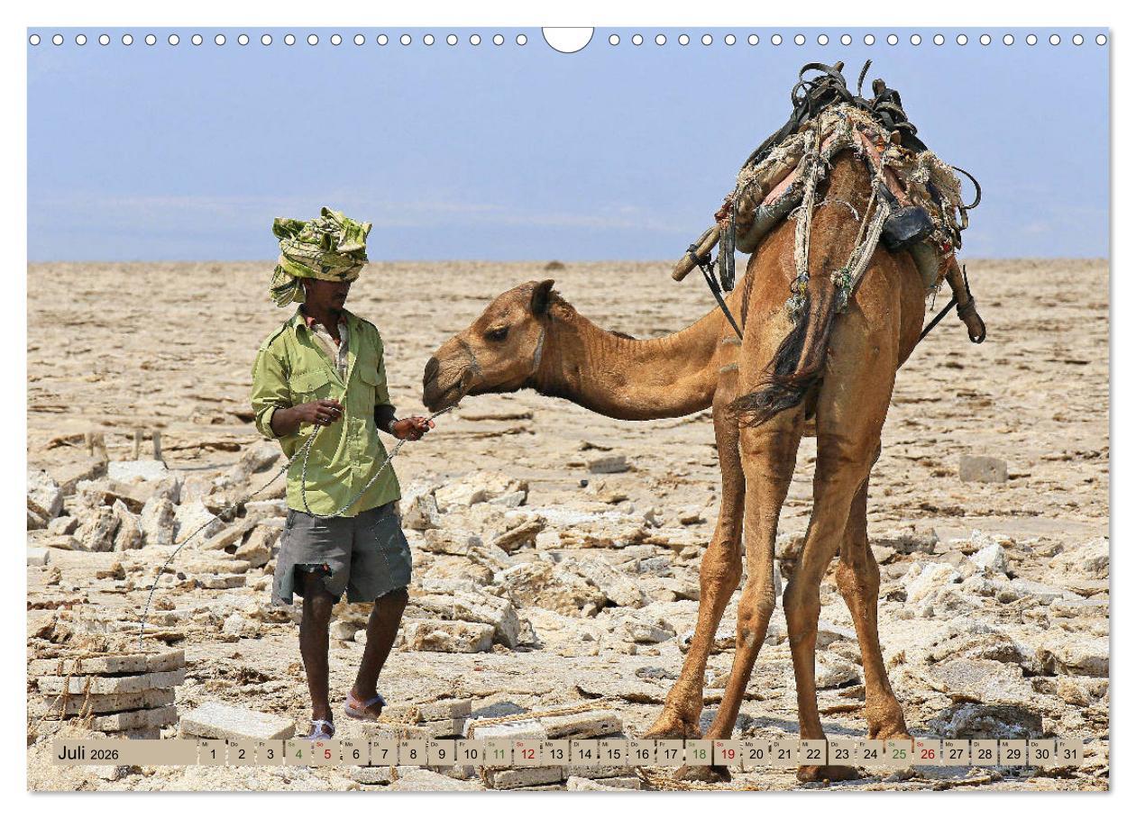 Beispielinhalt (Bild) Kamele - Die freundlichen Gepäckträger (Wandkalender 2026 DIN A3 quer), CALVENDO Monatskalender