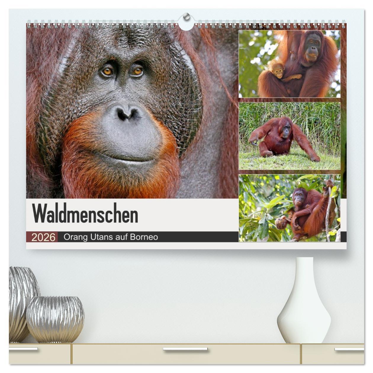 Vorderes Coverbild Waldmenschen - Orang Utans auf Borneo (hochwertiger Premium Wandkalender 2026 DIN A2 quer), Kunstdruck in Hochglanz