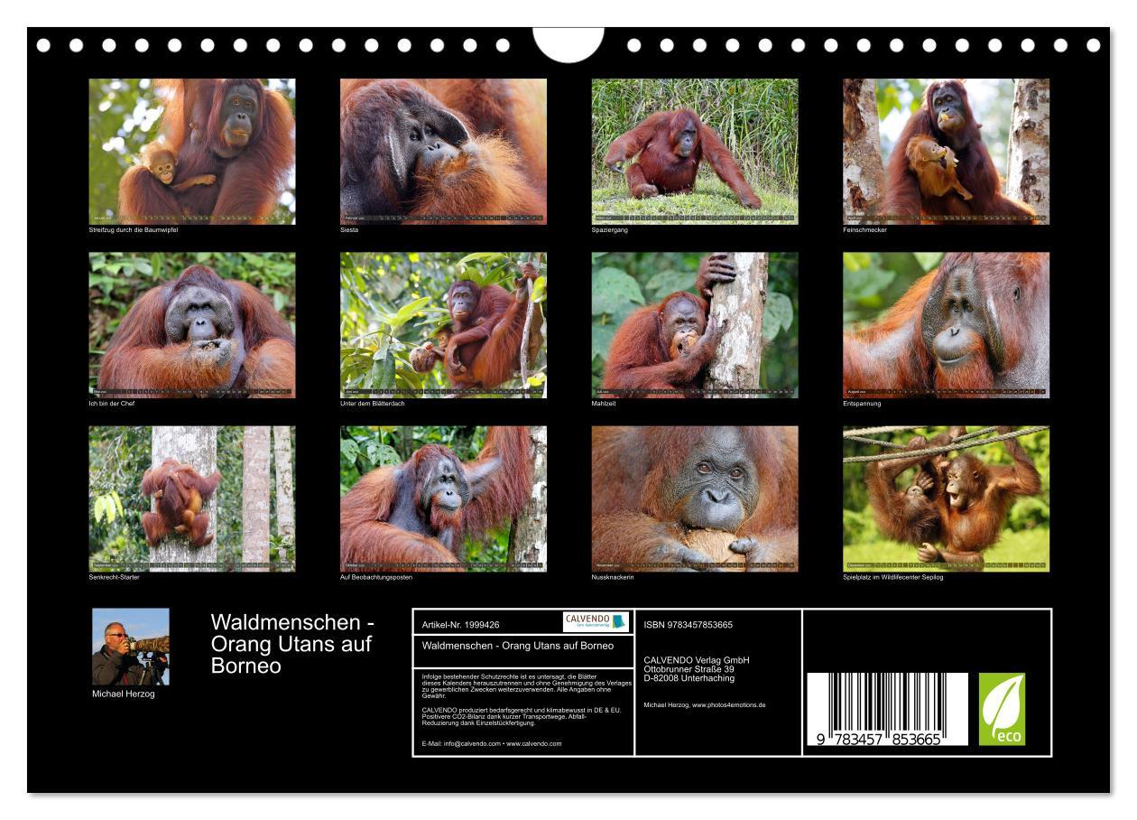 Beispielinhalt (Bild) Waldmenschen - Orang Utans auf Borneo (Wandkalender 2026 DIN A4 quer), CALVENDO Monatskalender