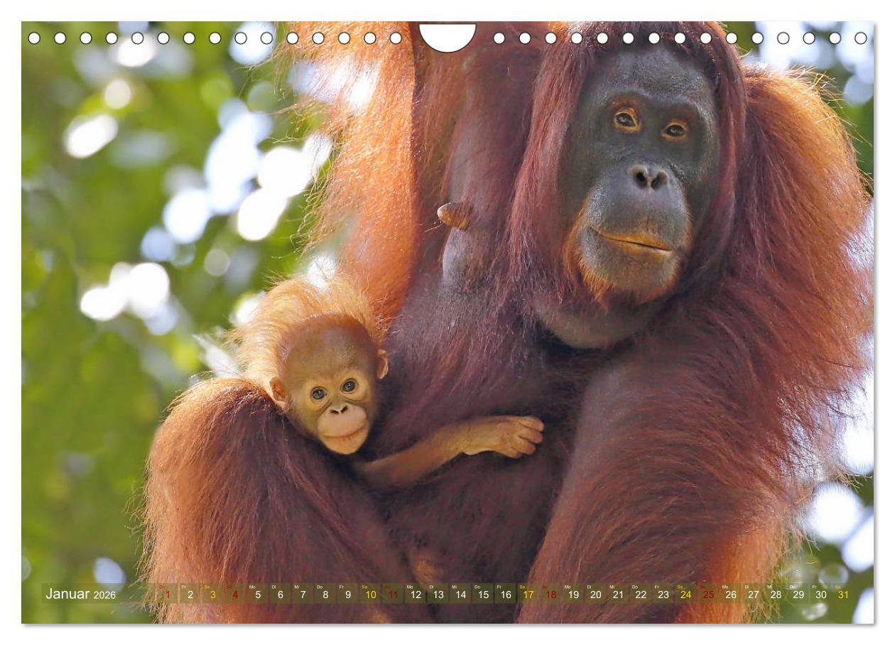 Beispielinhalt (Bild) Waldmenschen - Orang Utans auf Borneo (Wandkalender 2026 DIN A4 quer), CALVENDO Monatskalender