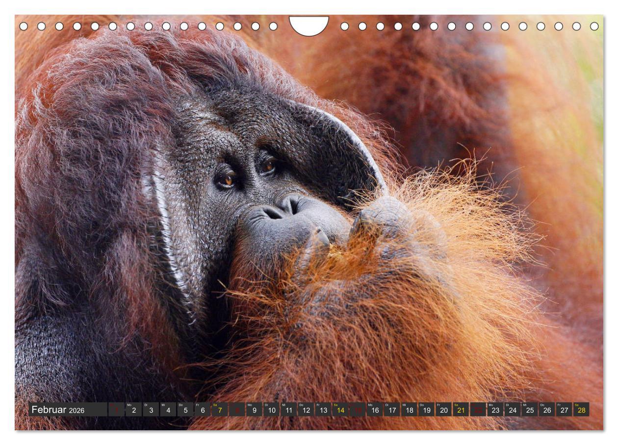Beispielinhalt (Bild) Waldmenschen - Orang Utans auf Borneo (Wandkalender 2026 DIN A4 quer), CALVENDO Monatskalender