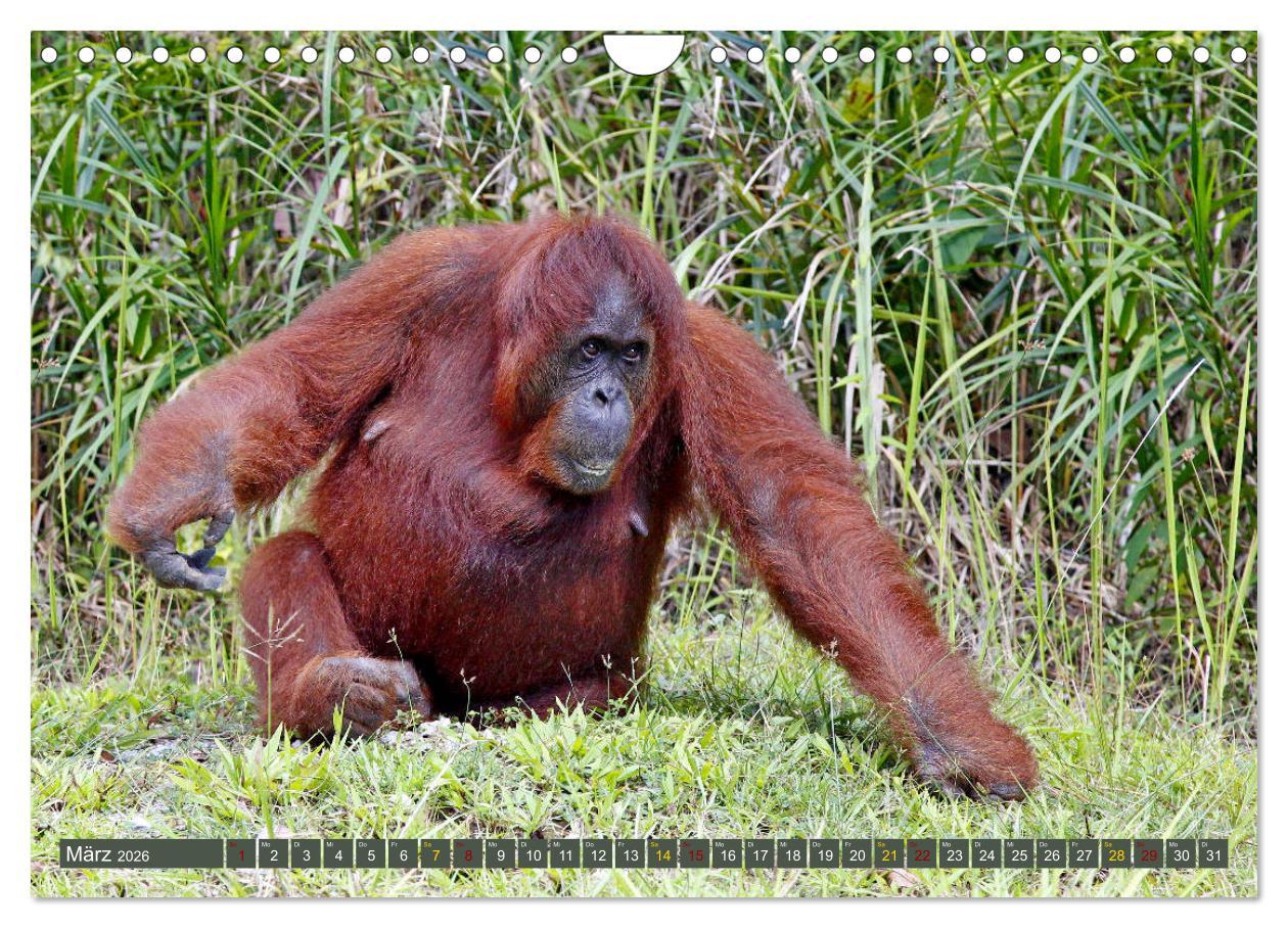 Beispielinhalt (Bild) Waldmenschen - Orang Utans auf Borneo (Wandkalender 2026 DIN A4 quer), CALVENDO Monatskalender