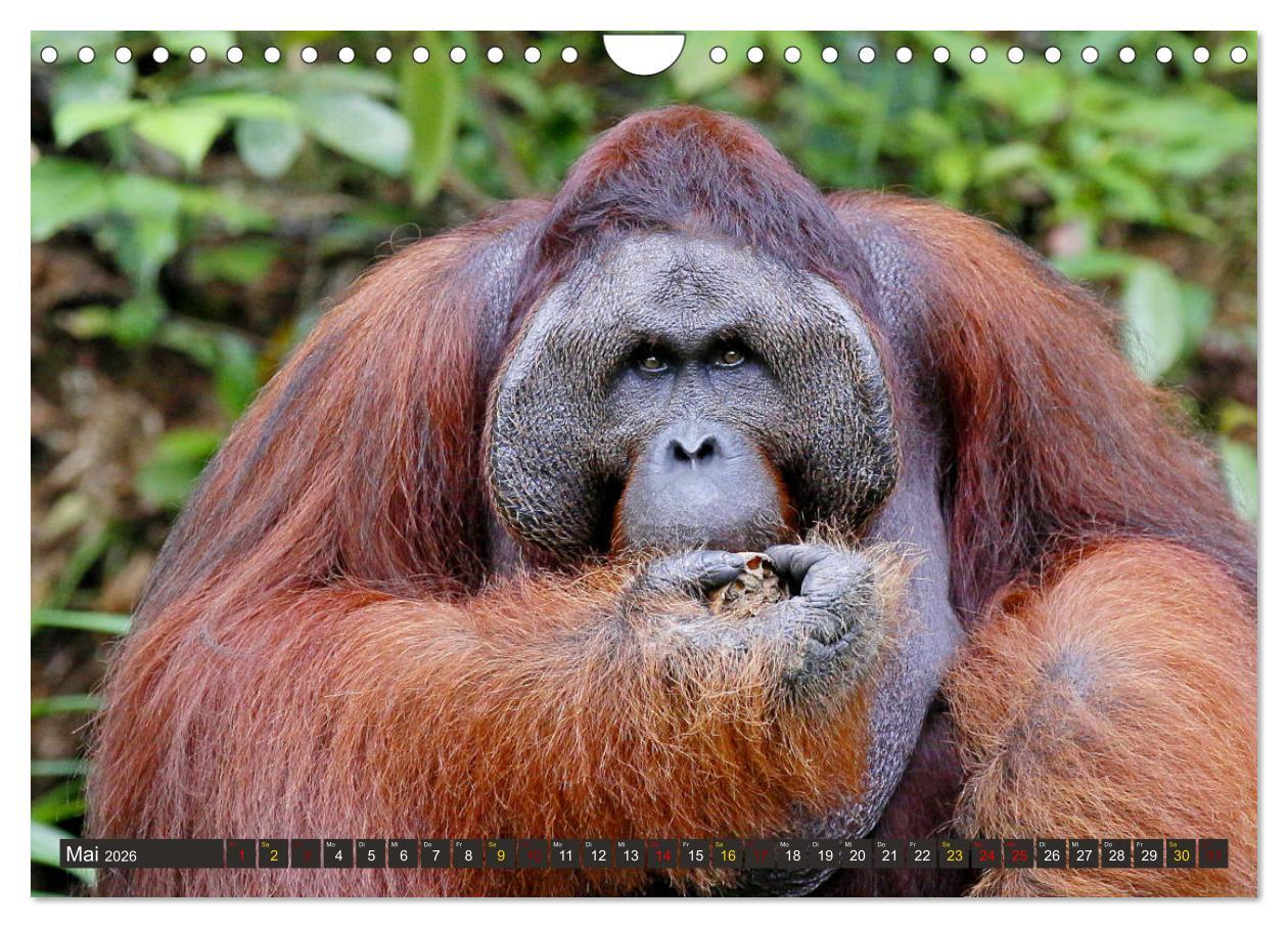 Beispielinhalt (Bild) Waldmenschen - Orang Utans auf Borneo (Wandkalender 2026 DIN A4 quer), CALVENDO Monatskalender