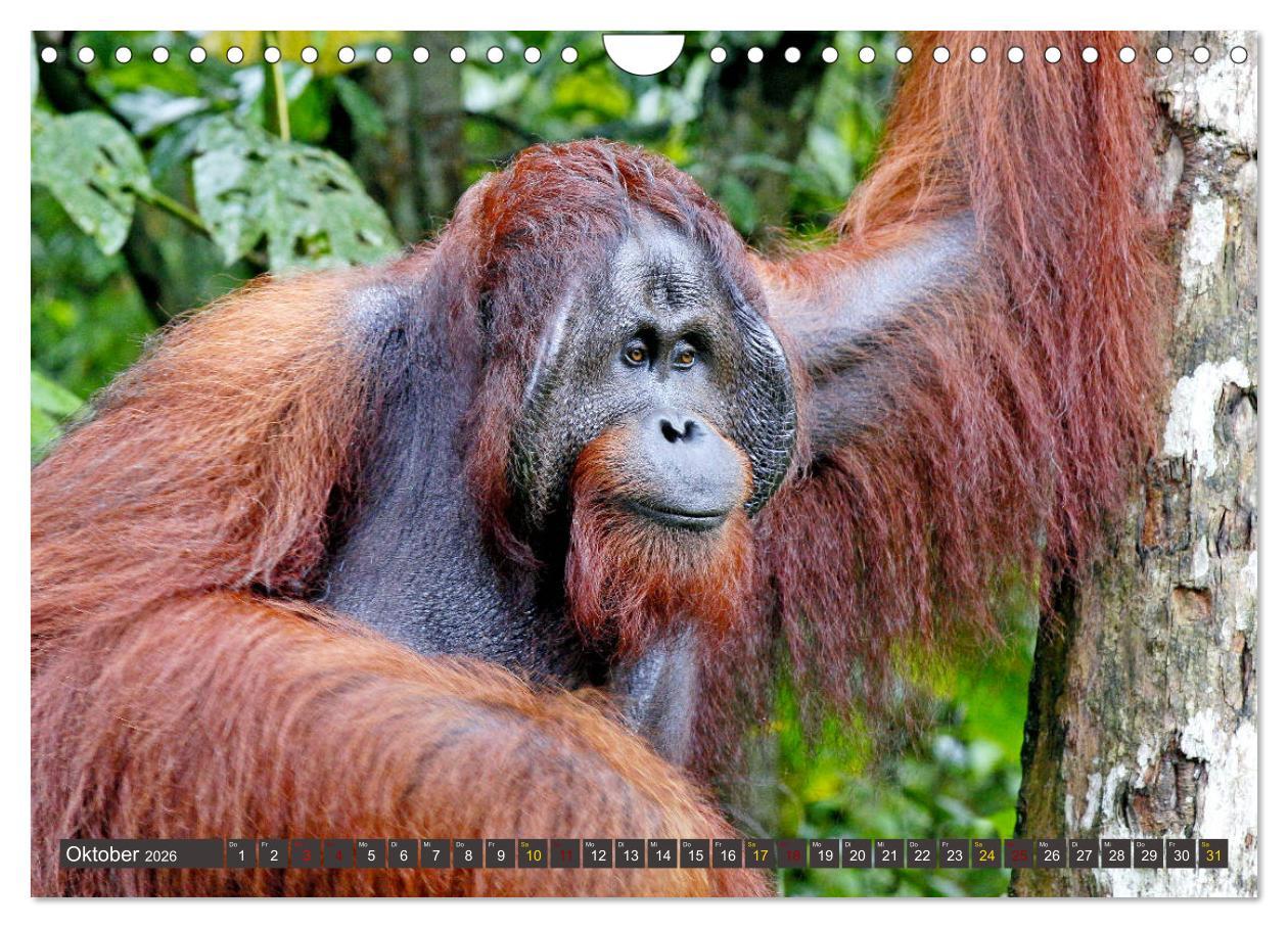 Beispielinhalt (Bild) Waldmenschen - Orang Utans auf Borneo (Wandkalender 2026 DIN A4 quer), CALVENDO Monatskalender