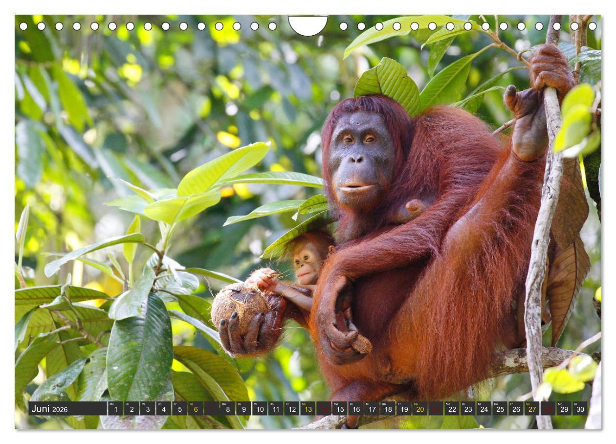 Beispielinhalt (Bild) Waldmenschen - Orang Utans auf Borneo (Wandkalender 2026 DIN A4 quer), CALVENDO Monatskalender