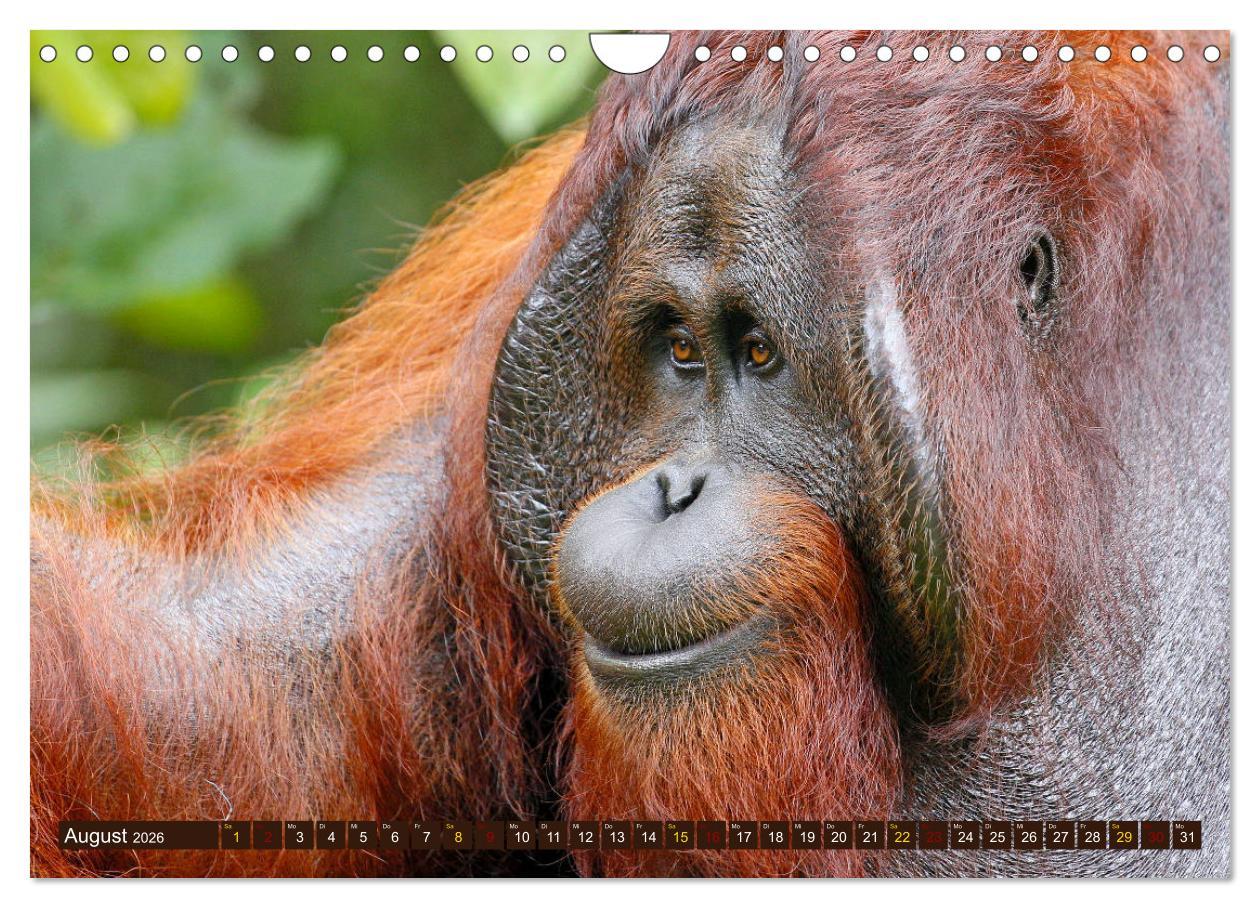 Beispielinhalt (Bild) Waldmenschen - Orang Utans auf Borneo (Wandkalender 2026 DIN A4 quer), CALVENDO Monatskalender