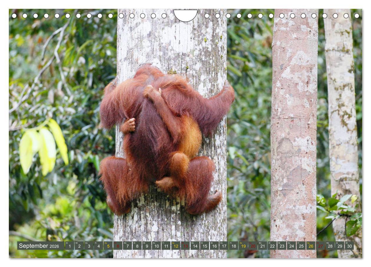 Beispielinhalt (Bild) Waldmenschen - Orang Utans auf Borneo (Wandkalender 2026 DIN A4 quer), CALVENDO Monatskalender