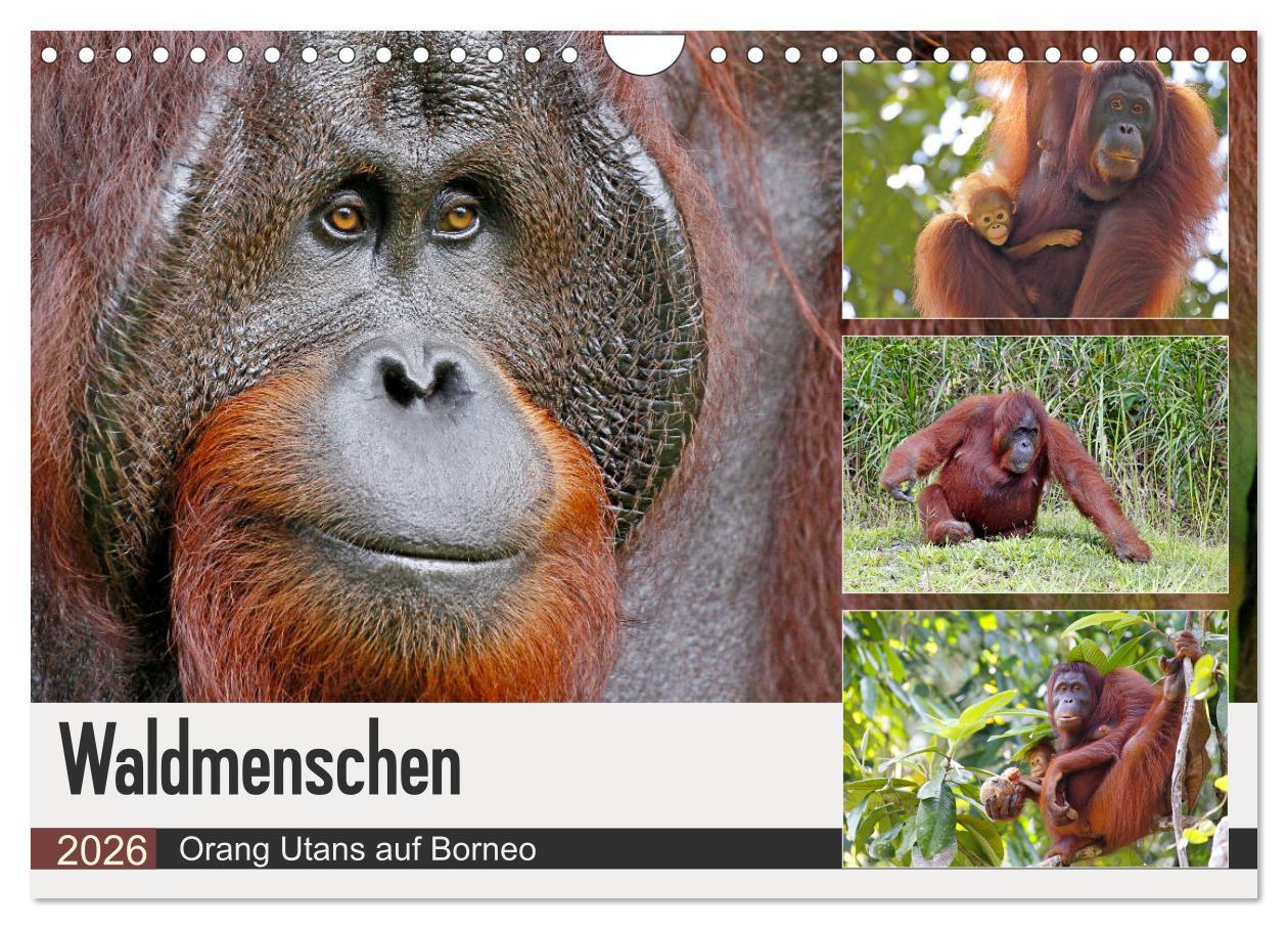 Vorderes Coverbild Waldmenschen - Orang Utans auf Borneo (Wandkalender 2026 DIN A4 quer), CALVENDO Monatskalender