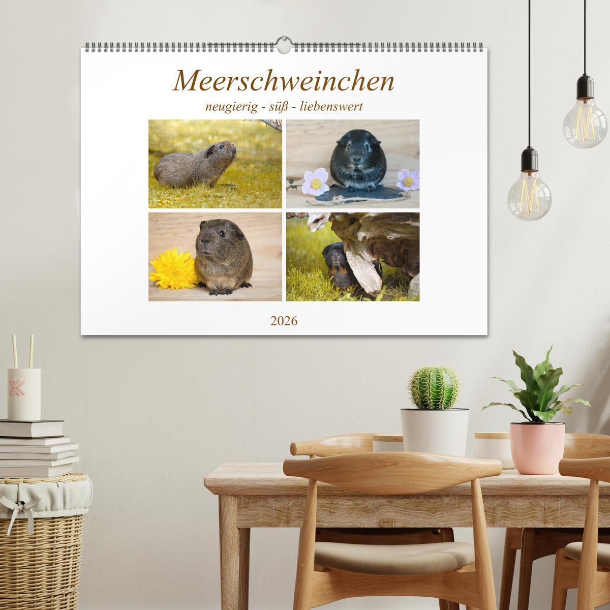 Beispielinhalt (Bild) MEERSCHWEINCHEN neugierig - süß - liebenswert (Wandkalender 2026 DIN A2 quer), CALVENDO Monatskalender
