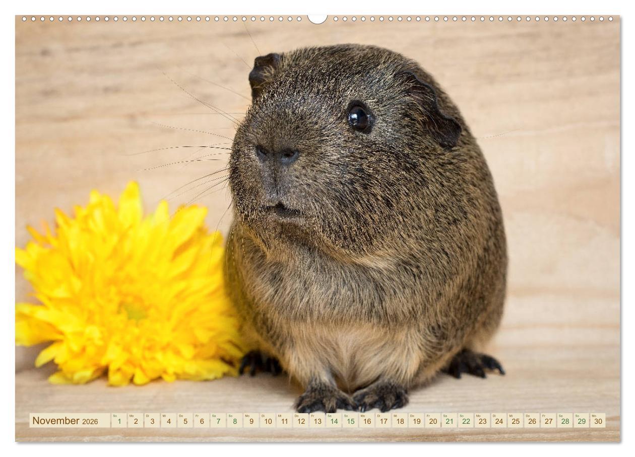Beispielinhalt (Bild) MEERSCHWEINCHEN neugierig - süß - liebenswert (Wandkalender 2026 DIN A2 quer), CALVENDO Monatskalender