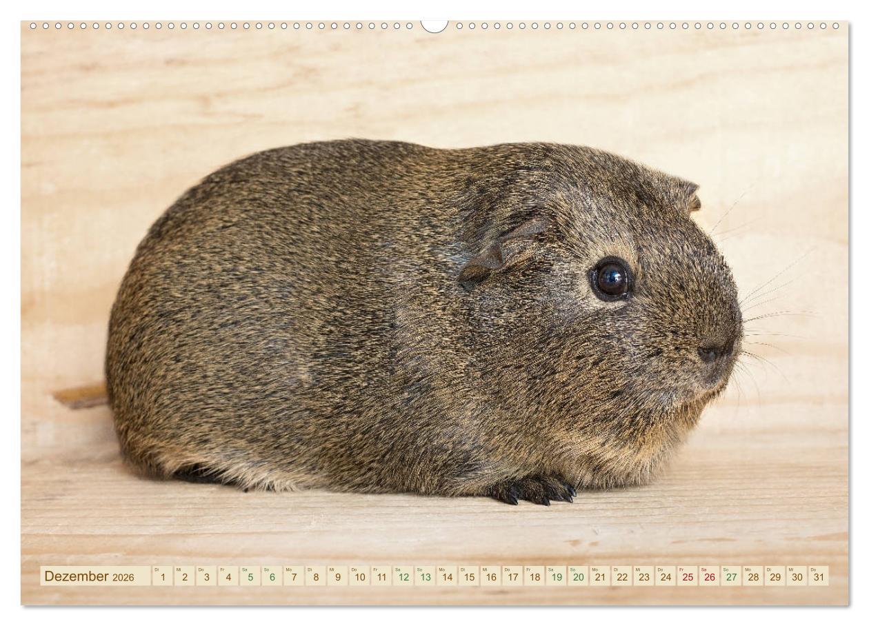 Beispielinhalt (Bild) MEERSCHWEINCHEN neugierig - süß - liebenswert (Wandkalender 2026 DIN A2 quer), CALVENDO Monatskalender