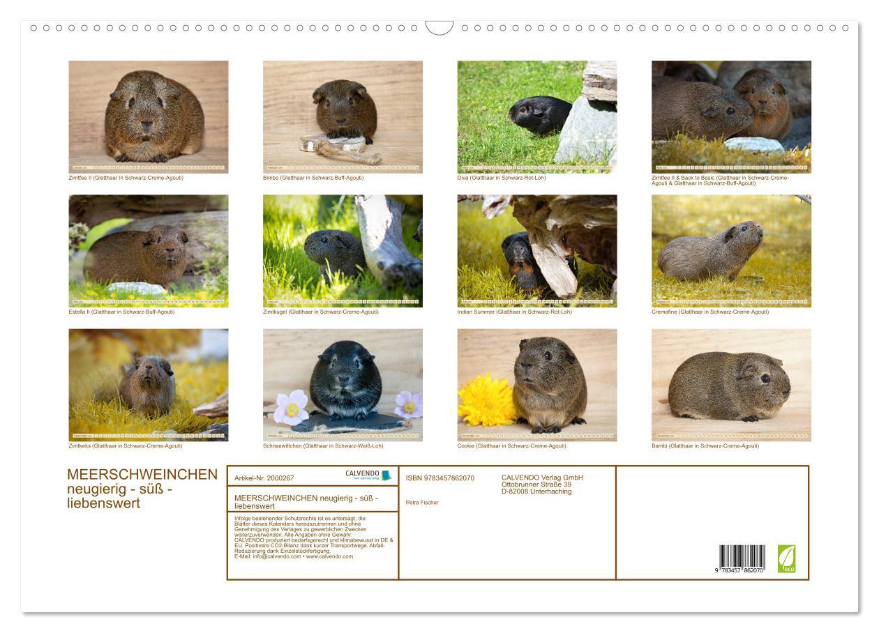 Beispielinhalt (Bild) MEERSCHWEINCHEN neugierig - süß - liebenswert (Wandkalender 2026 DIN A2 quer), CALVENDO Monatskalender