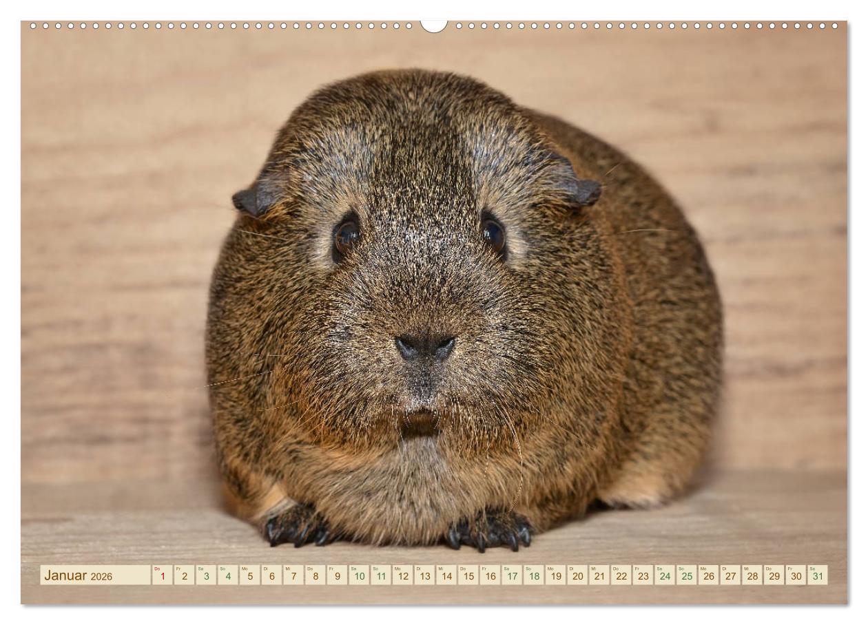 Beispielinhalt (Bild) MEERSCHWEINCHEN neugierig - süß - liebenswert (Wandkalender 2026 DIN A2 quer), CALVENDO Monatskalender