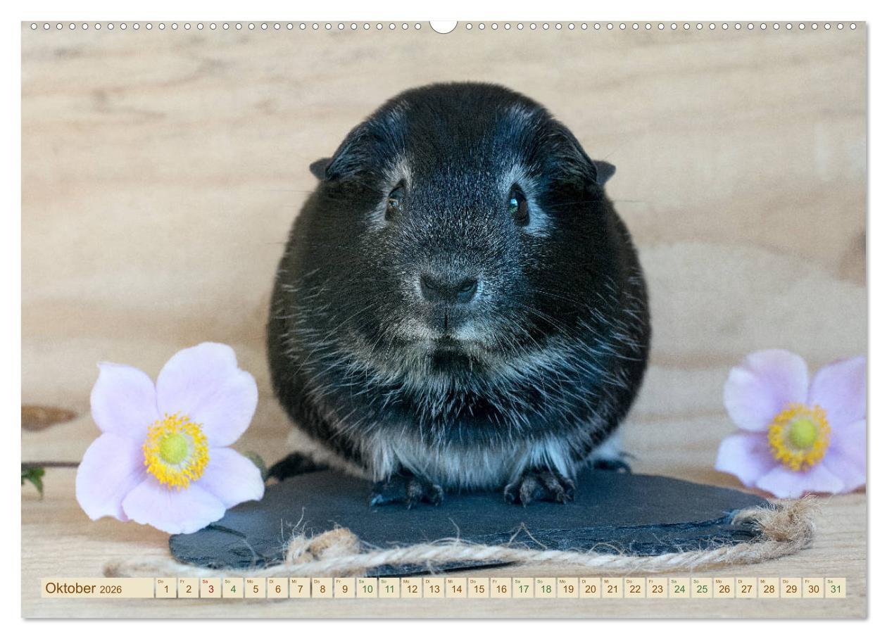 Beispielinhalt (Bild) MEERSCHWEINCHEN neugierig - süß - liebenswert (Wandkalender 2026 DIN A2 quer), CALVENDO Monatskalender