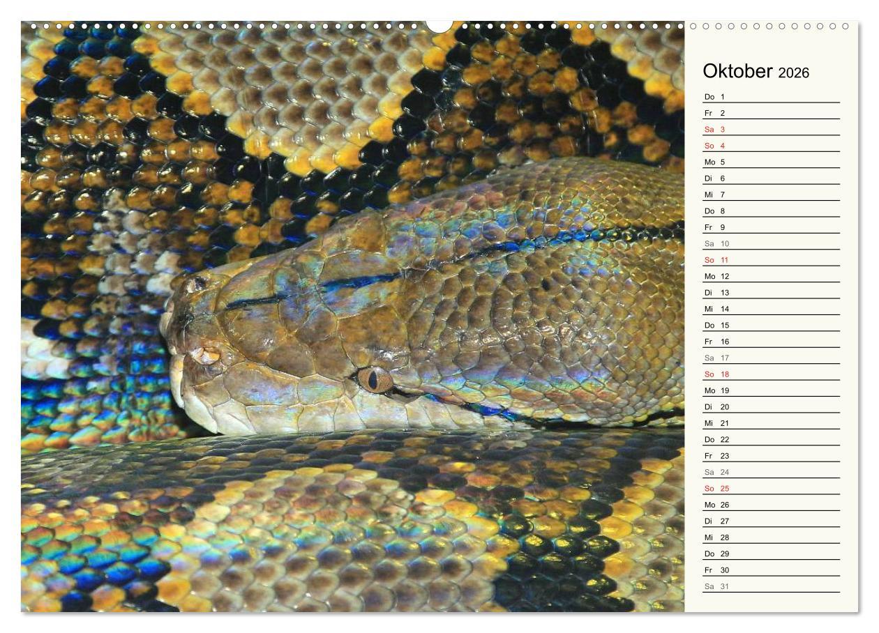 Beispielinhalt (Bild) Gefährliche Schlangen (hochwertiger Premium Wandkalender 2026 DIN A2 quer), Kunstdruck in Hochglanz