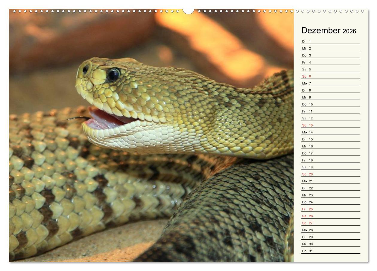 Beispielinhalt (Bild) Gefährliche Schlangen (hochwertiger Premium Wandkalender 2026 DIN A2 quer), Kunstdruck in Hochglanz