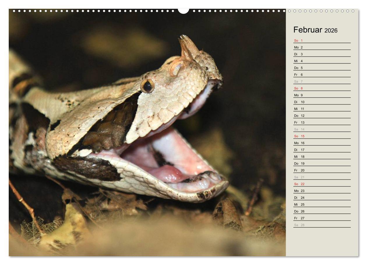 Beispielinhalt (Bild) Gefährliche Schlangen (hochwertiger Premium Wandkalender 2026 DIN A2 quer), Kunstdruck in Hochglanz