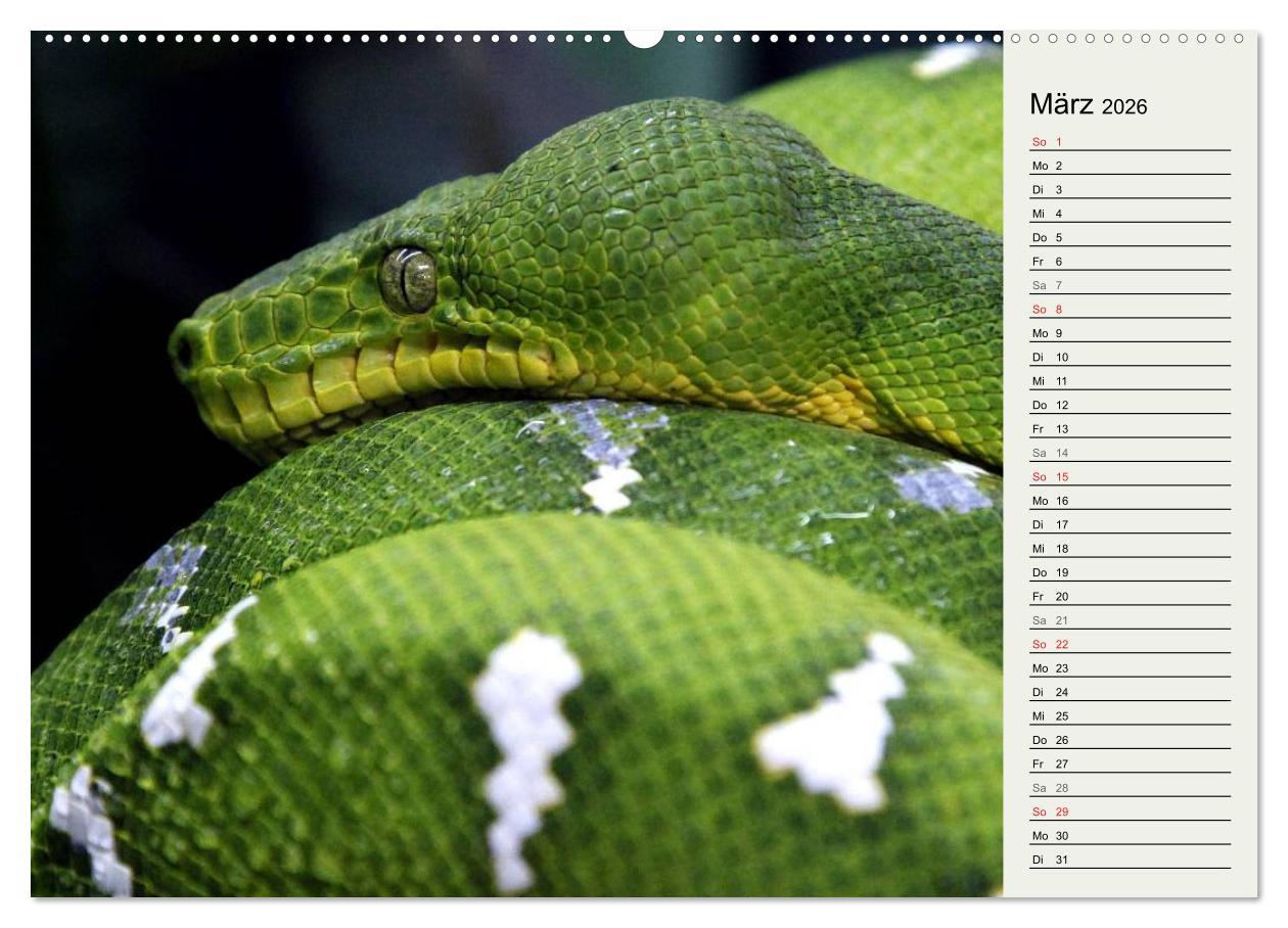 Beispielinhalt (Bild) Gefährliche Schlangen (hochwertiger Premium Wandkalender 2026 DIN A2 quer), Kunstdruck in Hochglanz